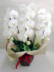 �Ӓ����i���@3�{���j