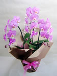 �Ӓ����i�s���N3�{���j